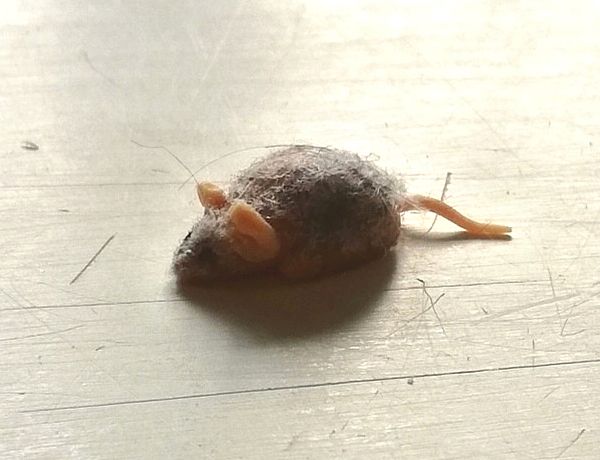 souris