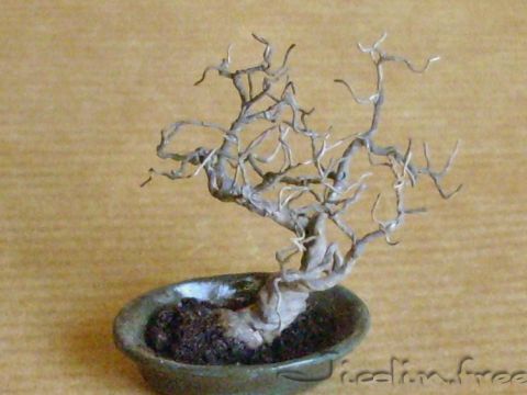 bonsai miniature