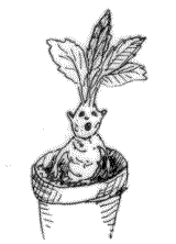 mandragore