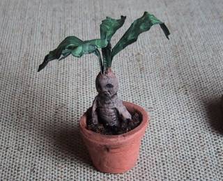 mandragore