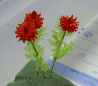 chrysanthemums