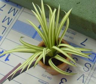 chlorophitum