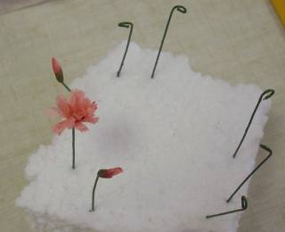 carnations