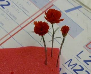 carnations