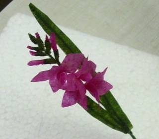 gladiolus