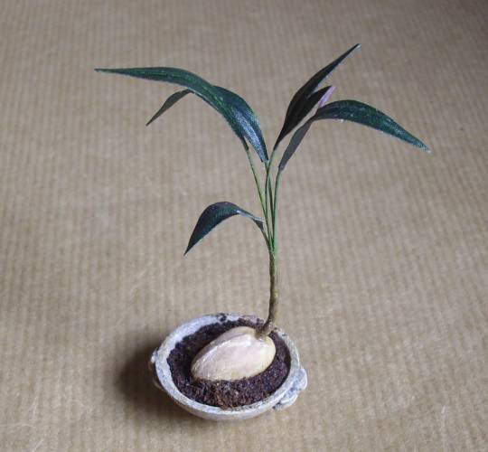 miniature coconut